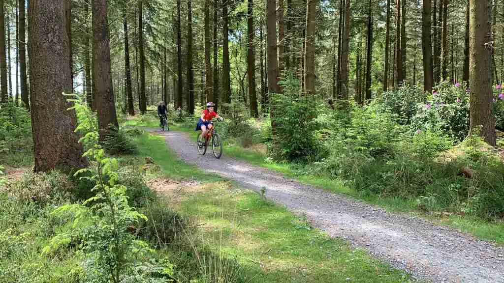 Haldon Forest Park Devon and Cornwall Guide